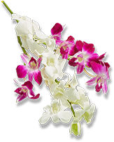 Phalaenopsis Amabilis Extract (Orchid Milk)